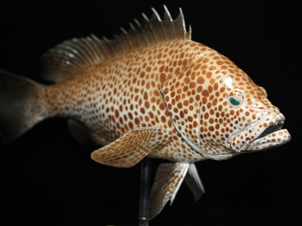 オオモンハタ フィギュア 魚寸30cm 【第10回日本彫刻コンクール入選作品】