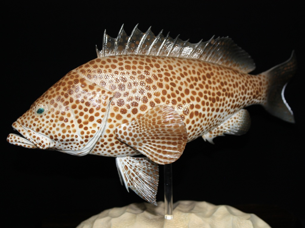 オオモンハタ フィギュア 魚寸30cm 【第10回日本彫刻コンクール入選作品】