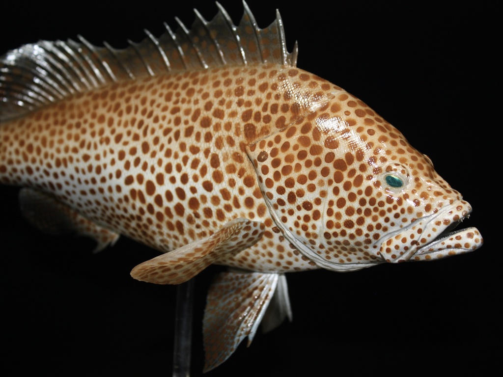 オオモンハタ フィギュア 魚寸30cm 【第10回日本彫刻コンクール入選作品】