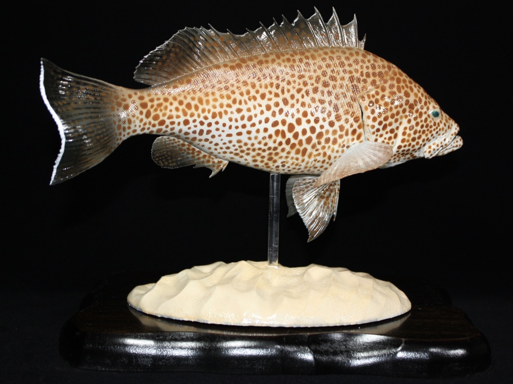 オオモンハタ フィギュア 魚寸30cm 【第10回日本彫刻コンクール入選作品】