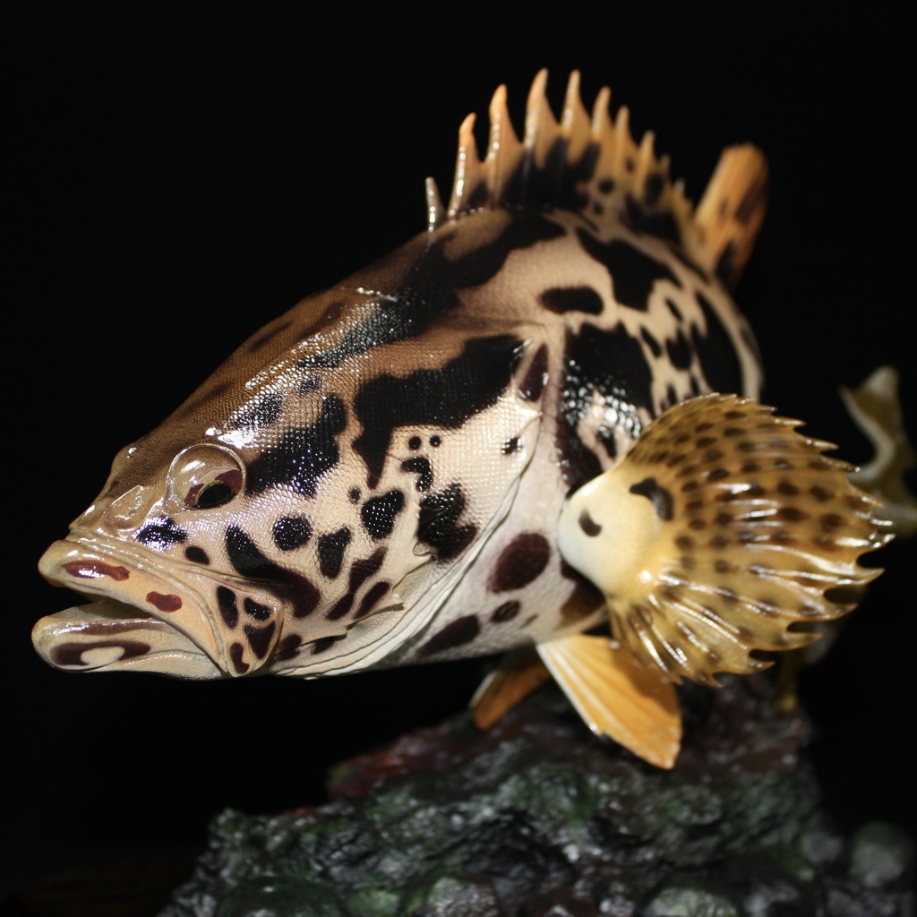 タケノコメバル　フィギュア　魚寸30cm