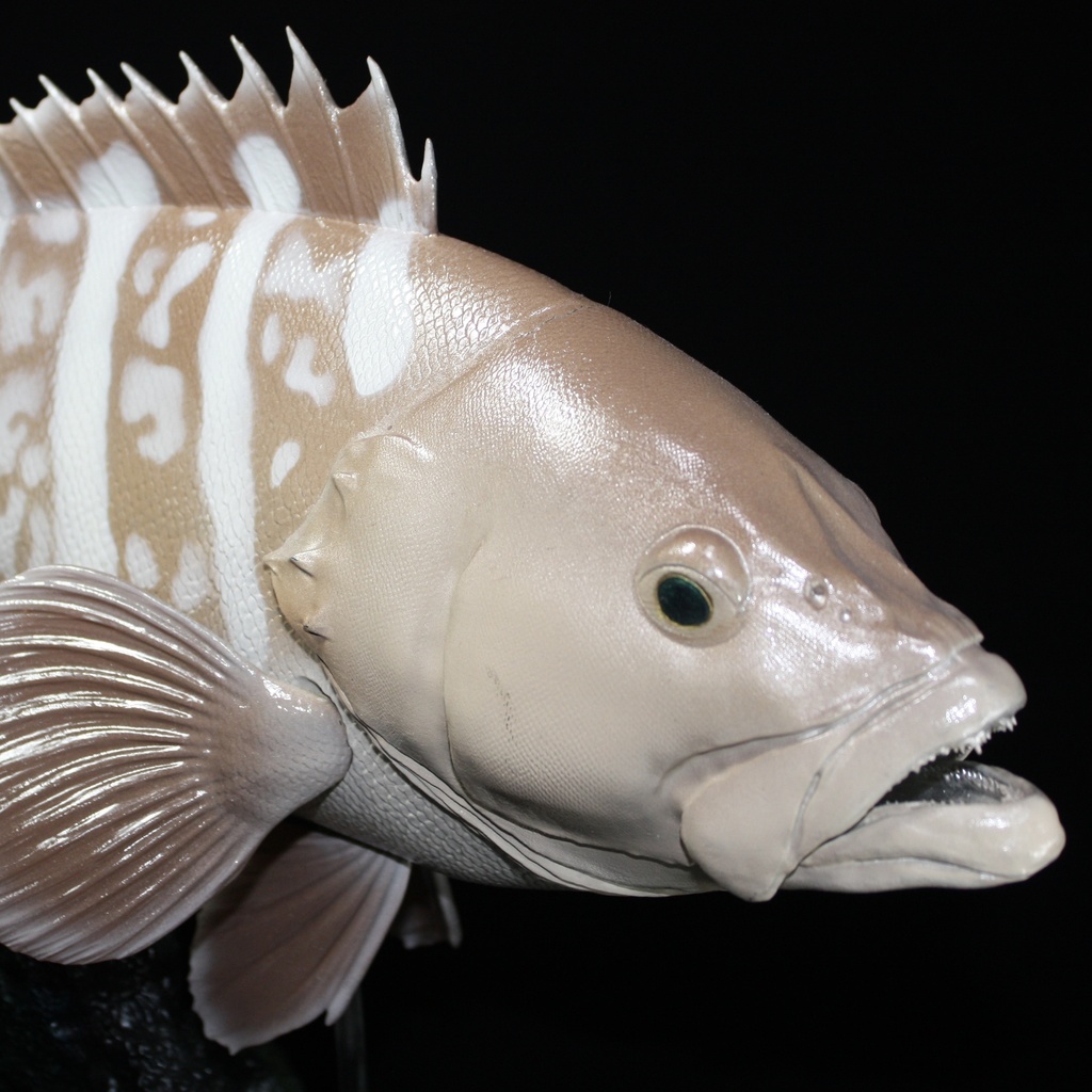 マハタ　フィギュア　魚寸45cm