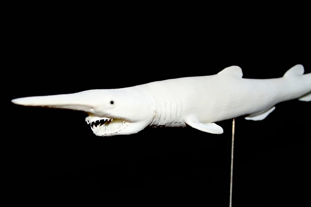 ミツクリザメ　フィギュア　剥製風　32cm