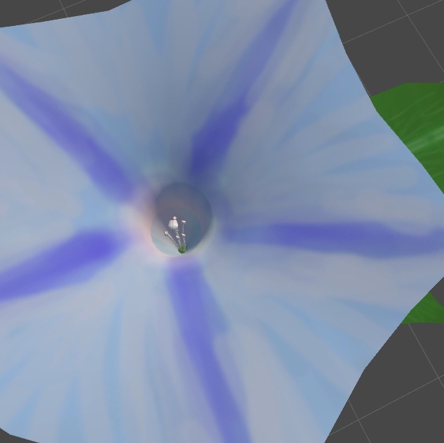 アサガオの3Dモデル