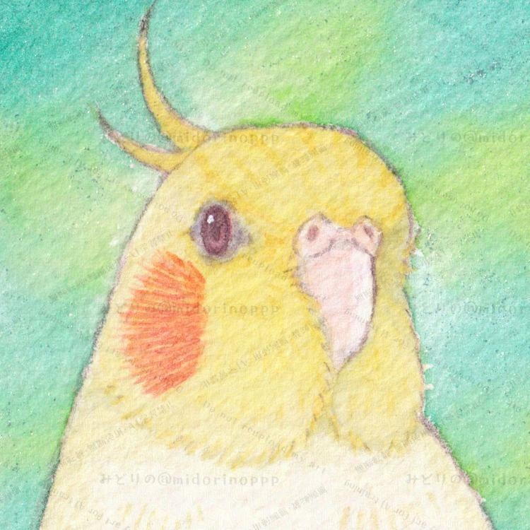 【ミニ原画】オカメインコのおかお(ルチノー)