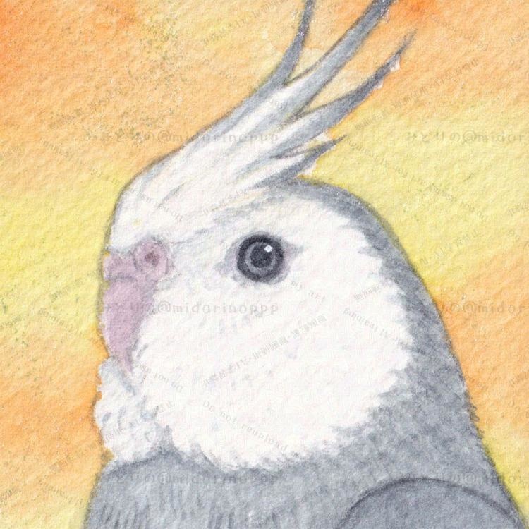 【ミニ原画】オカメインコのおかお(ホワイトフェイス)
