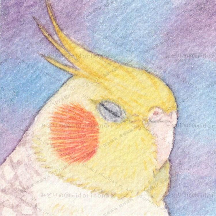 【ミニ原画】オカメインコのおかお(シナモンパールパイド)
