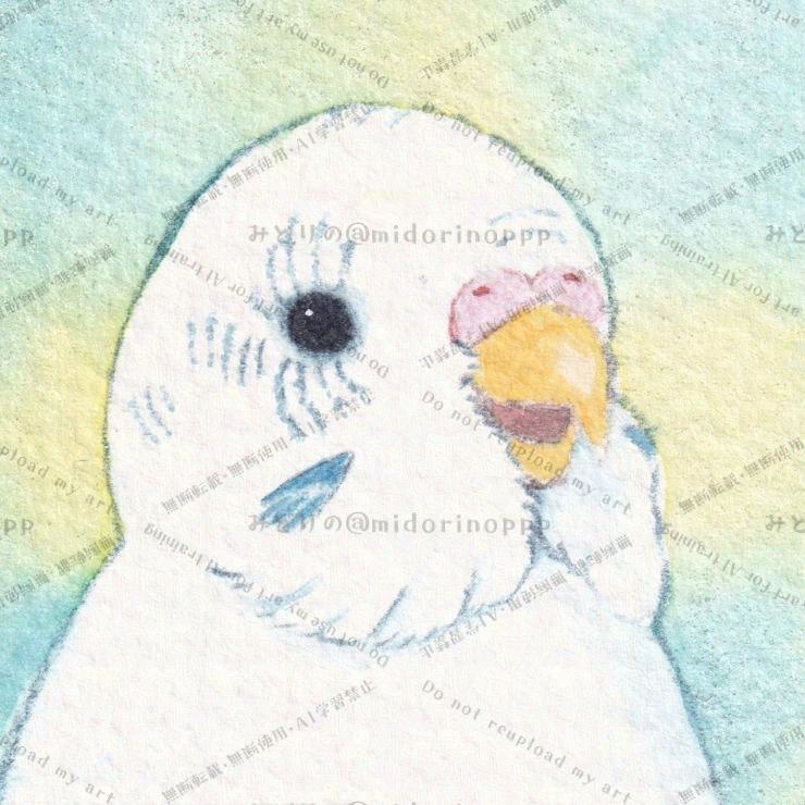 【ミニ原画】セキセイインコのおかお(白ハルクイン)