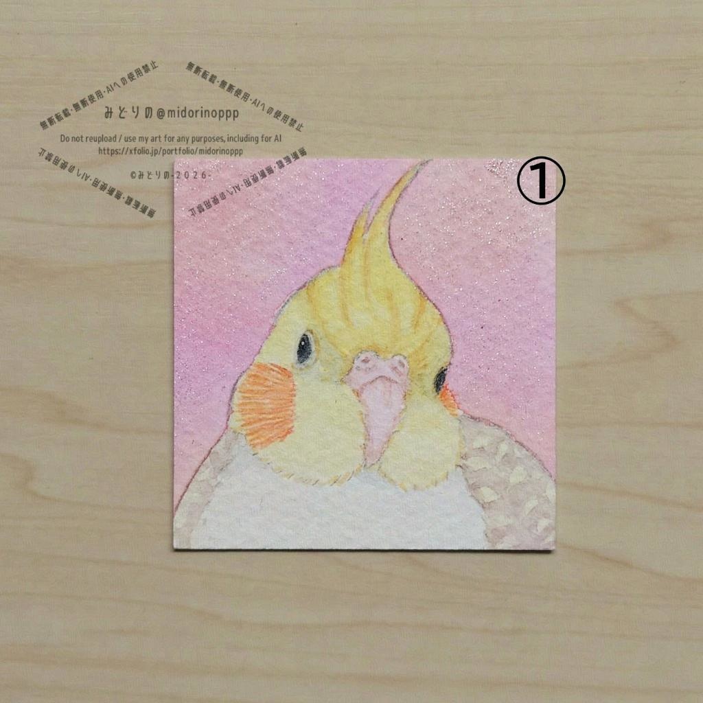【ミニ原画・額なし】オカメインコのおかお(シナモンパールパイド)