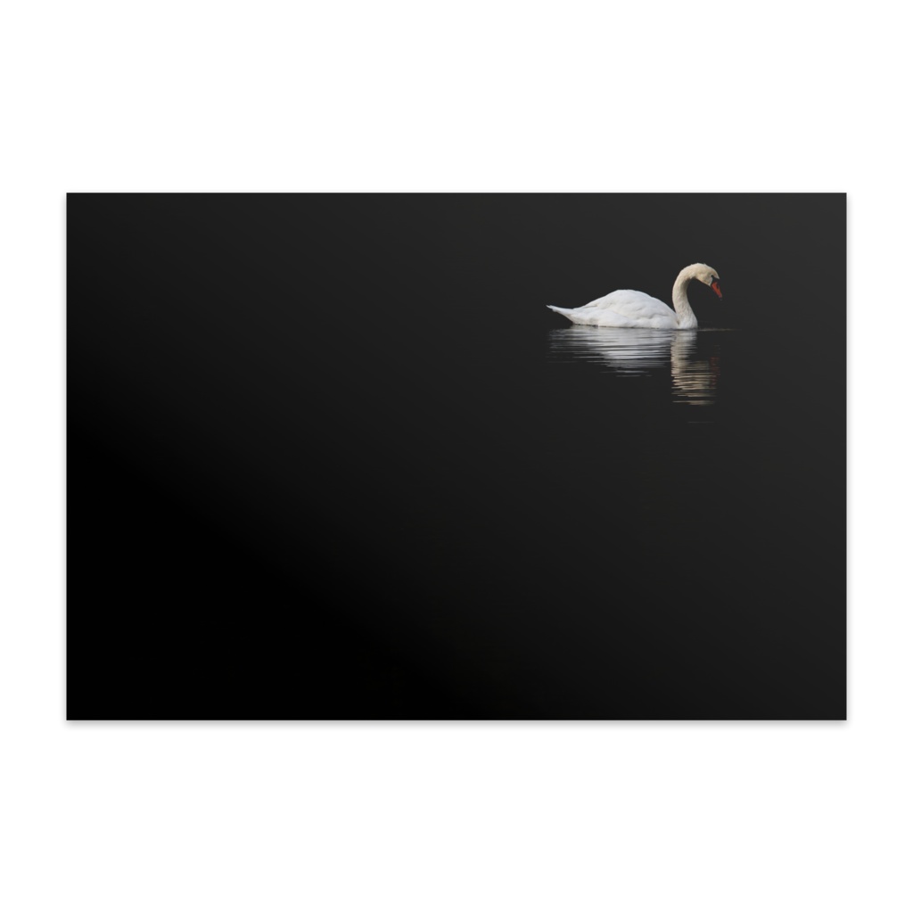 【ポストカード】孤独な白鳥