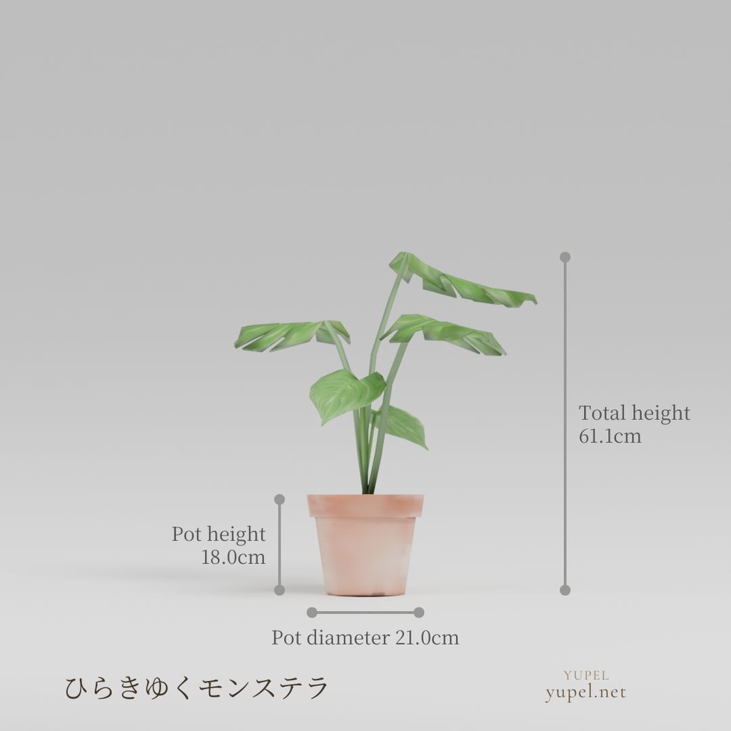 ひらきゆくモンステラ|ローポリ3Dモデル(FBX・GLB)