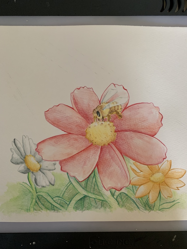 蜜蜂とコスモス