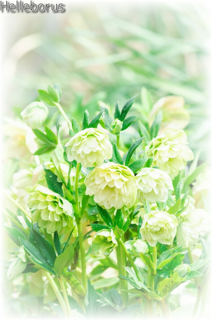 Helleborus