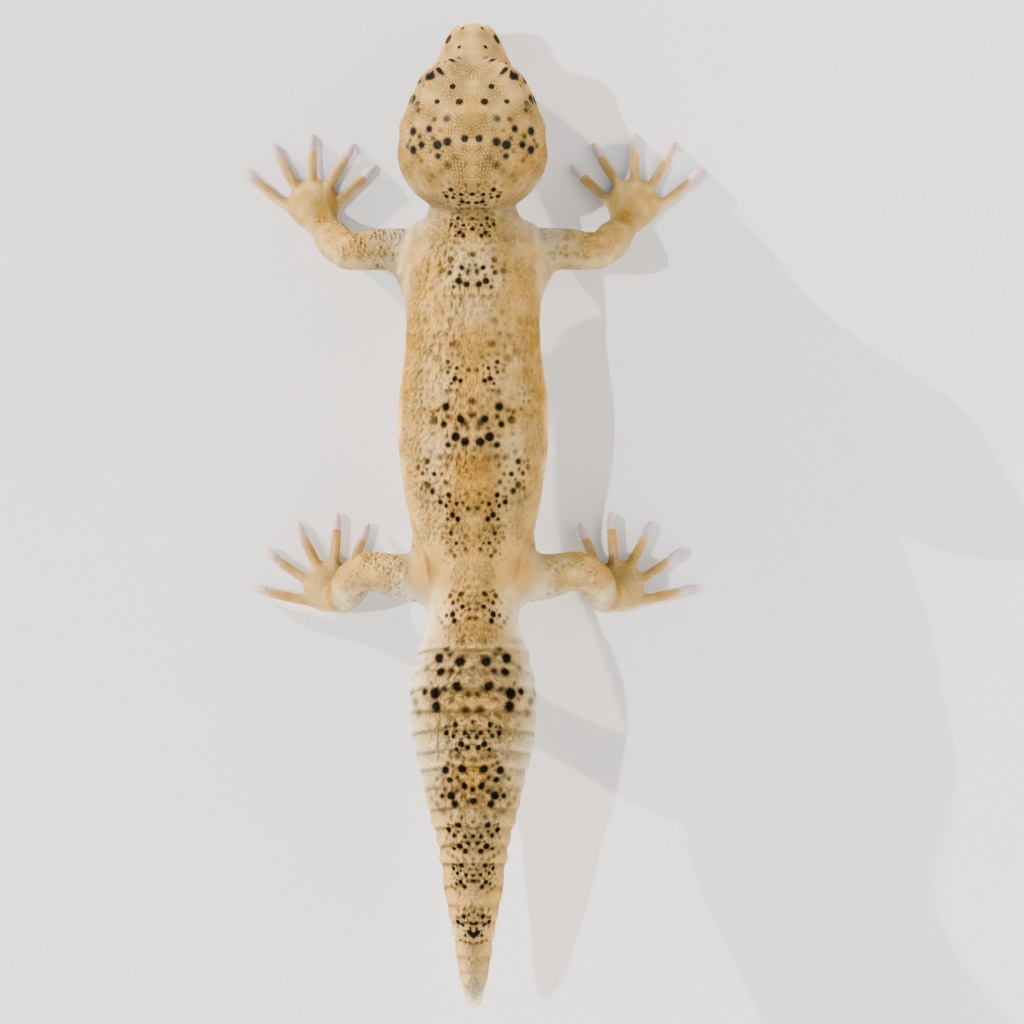 レオパードゲッコウ