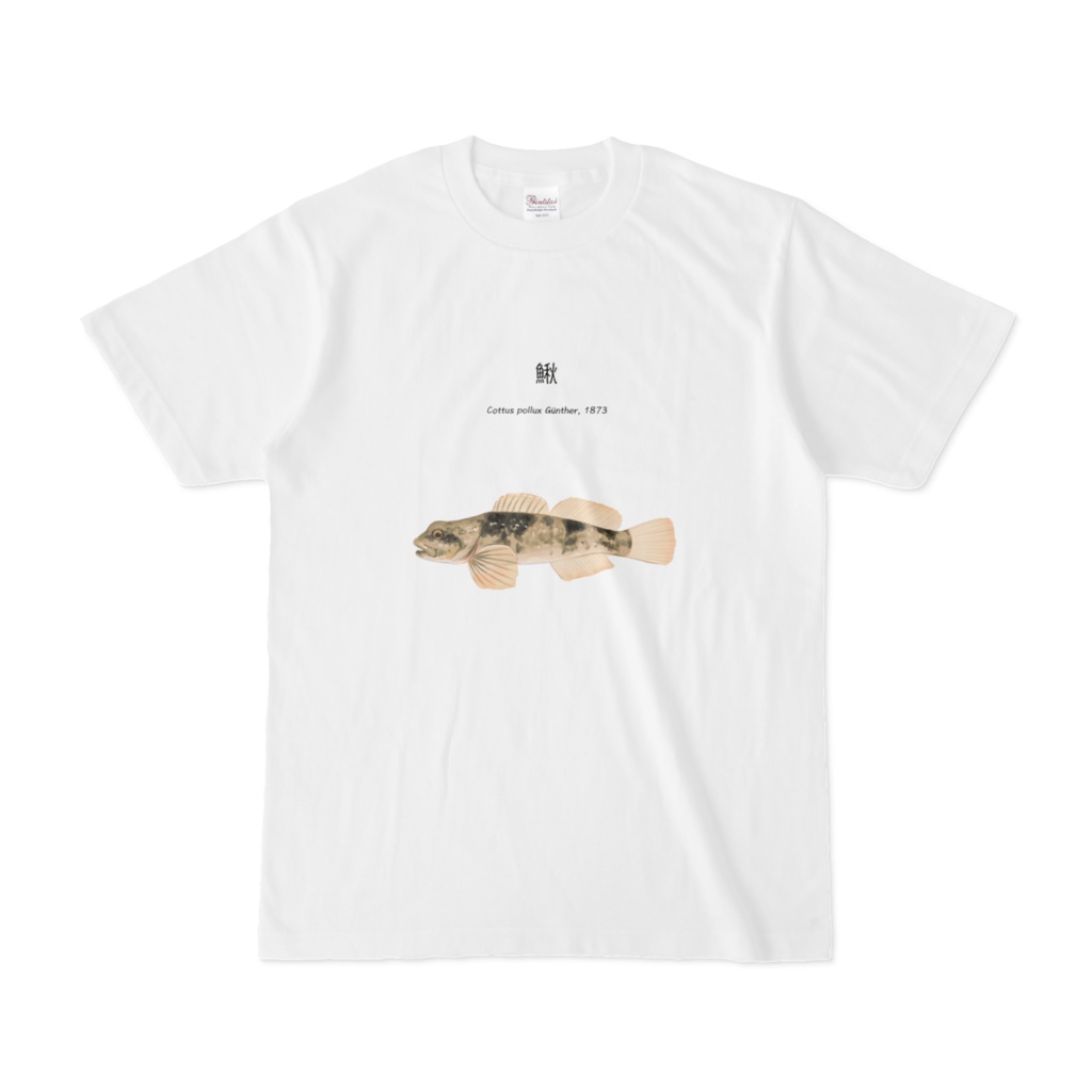 カジカ Tシャツ