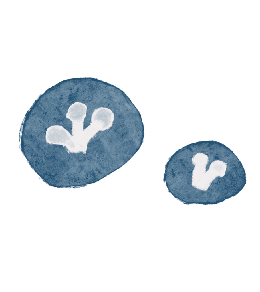 レトロフラワー ・ブルー ーマステー