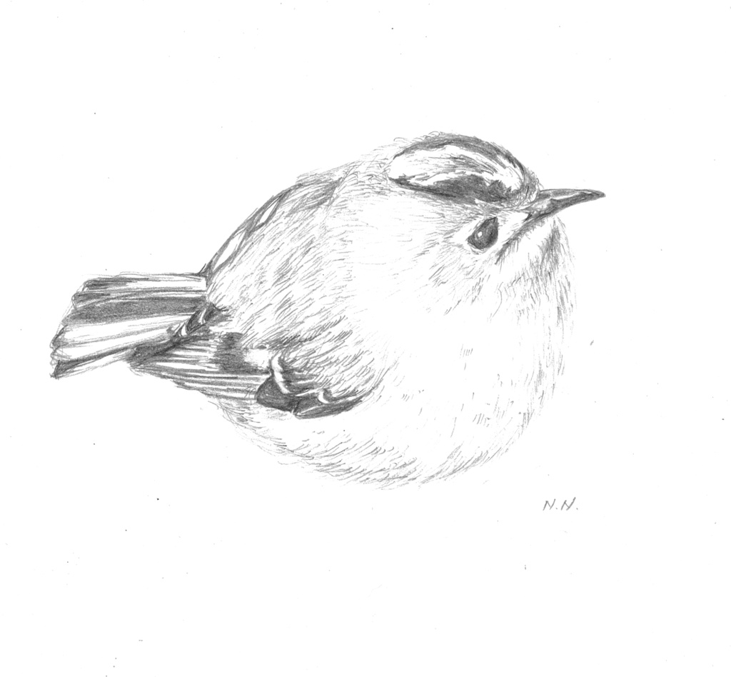 キビタキ(オス)トート