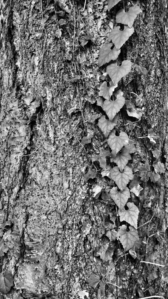 花と木と水の加工テクスチャ&元写真データ