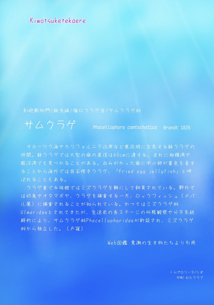 ロリータっぽいクラゲ紹介ファイル