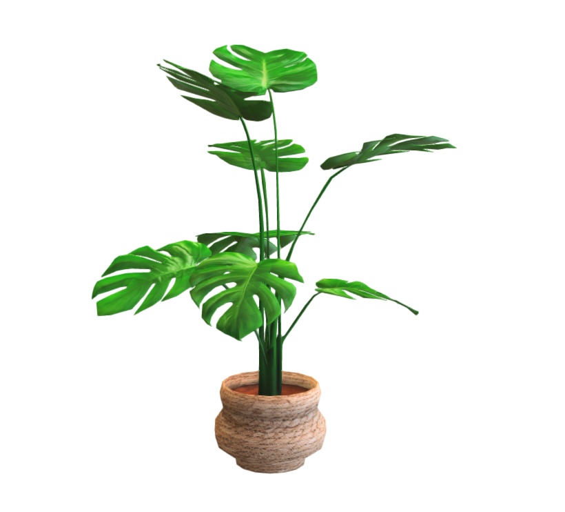 観葉植物3点(モンステラ・フィカスアルティシマ・ストレリチア)