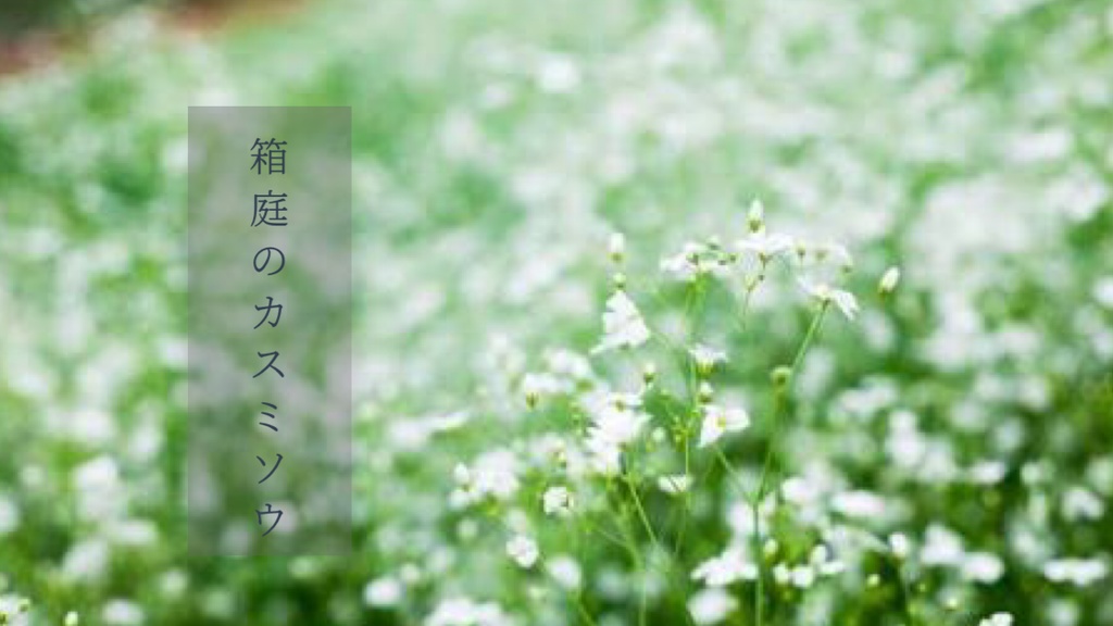 箱庭のカスミソウ