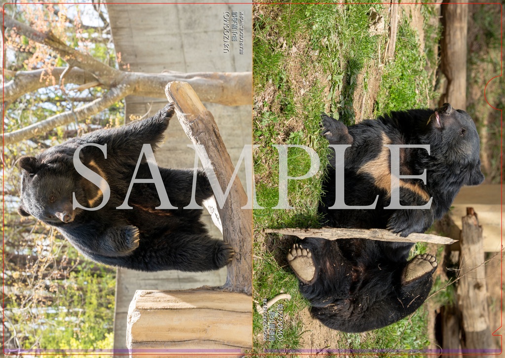 姫・リオ A4両面クリアファイルセット