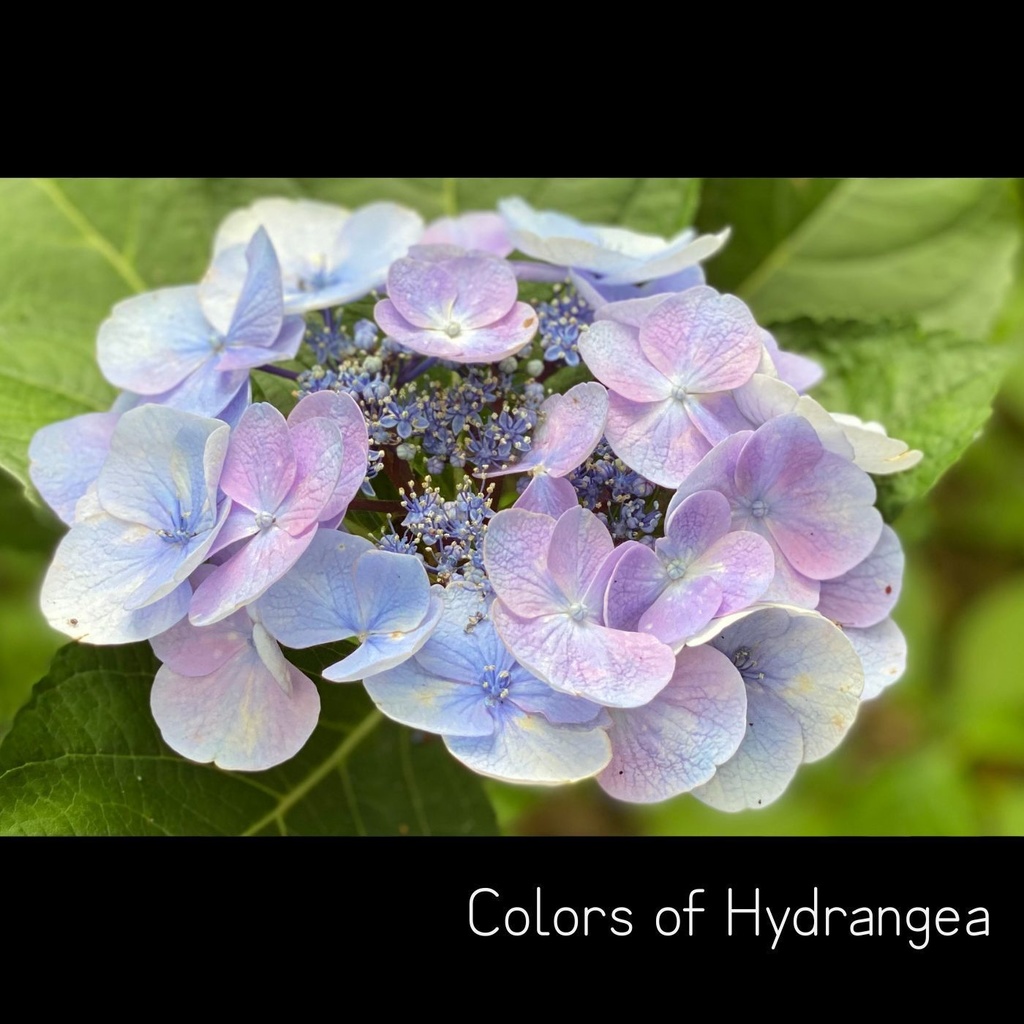 Colors of Hydrangea