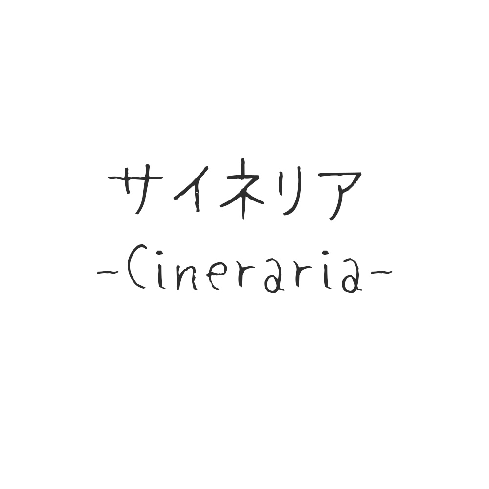 サイネリア - Cineraria - 🌼⸒⸒