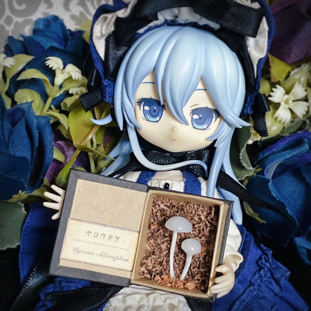 キノコ図鑑　ヤコウタケ