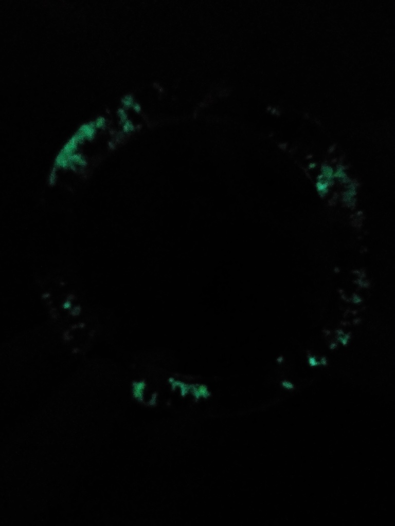 水替え不要☆.。.:*・゜餌は愛情のみ! 魔法の金魚鉢