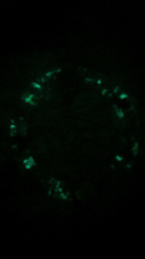 水替え不要☆.。.:*・゜餌は愛情のみ! 魔法の金魚鉢