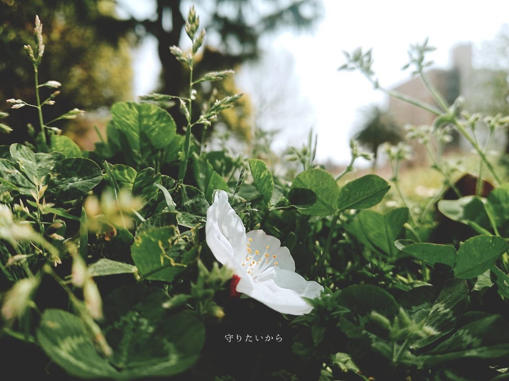 守りたいから/サコッシュ