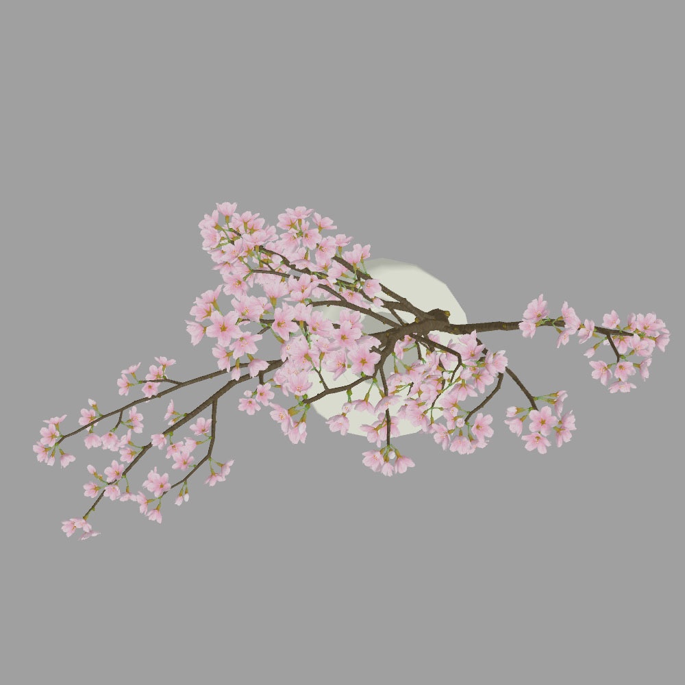 桜の枝