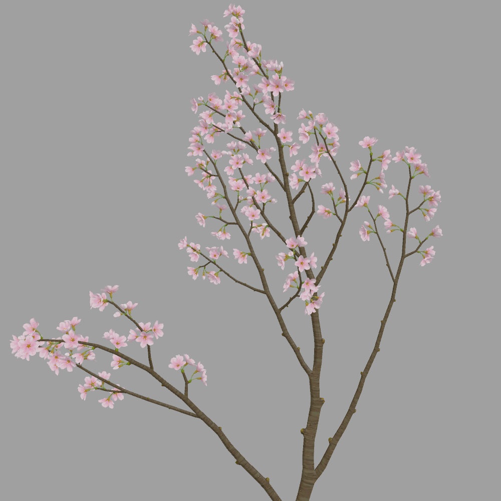 桜の枝