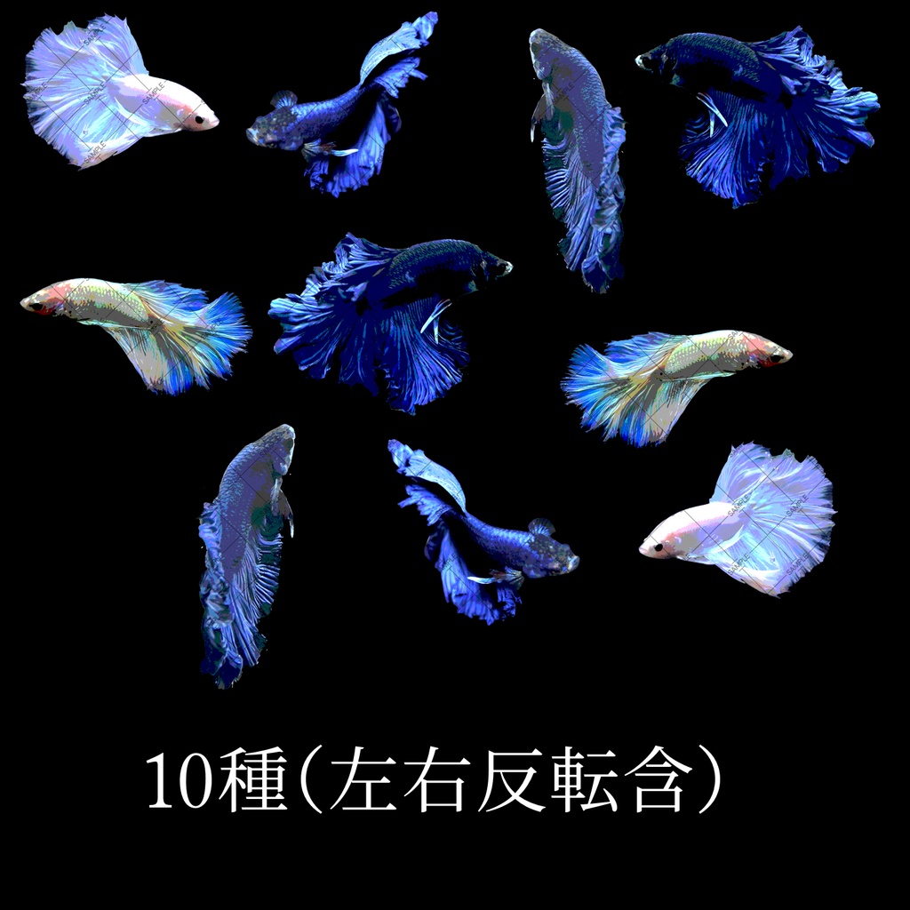魚(ベタ)素材セット