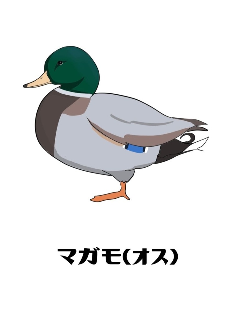 カモのカードゲーム「これカモ?」(郵送)