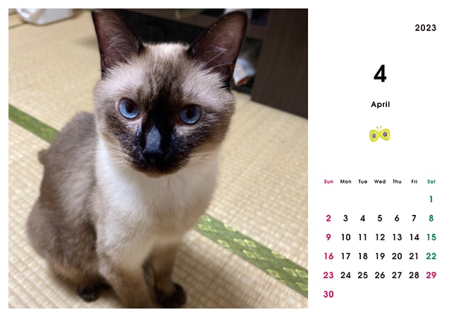 どうぶつ基金に募金できる2023年卓上猫カレンダー