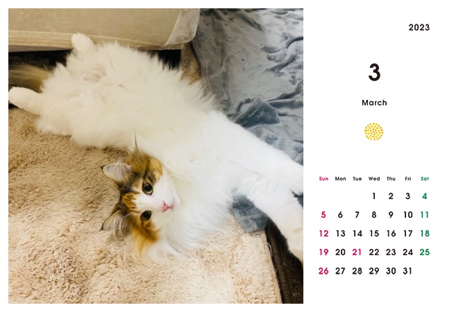 どうぶつ基金に募金できる2023年卓上猫カレンダー