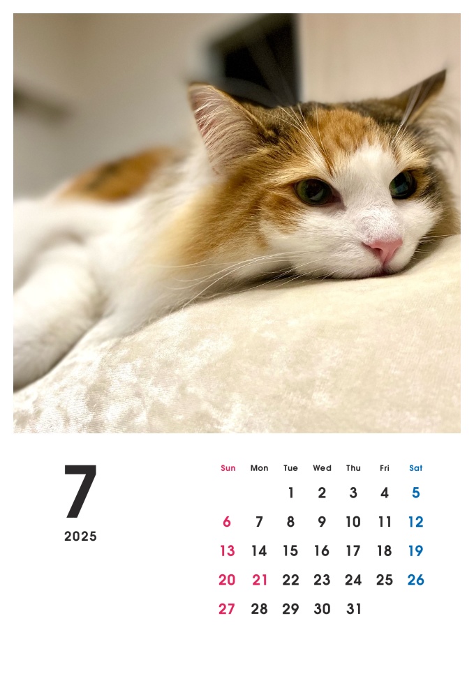 どうぶつ基金に募金できる2025年卓上猫カレンダー