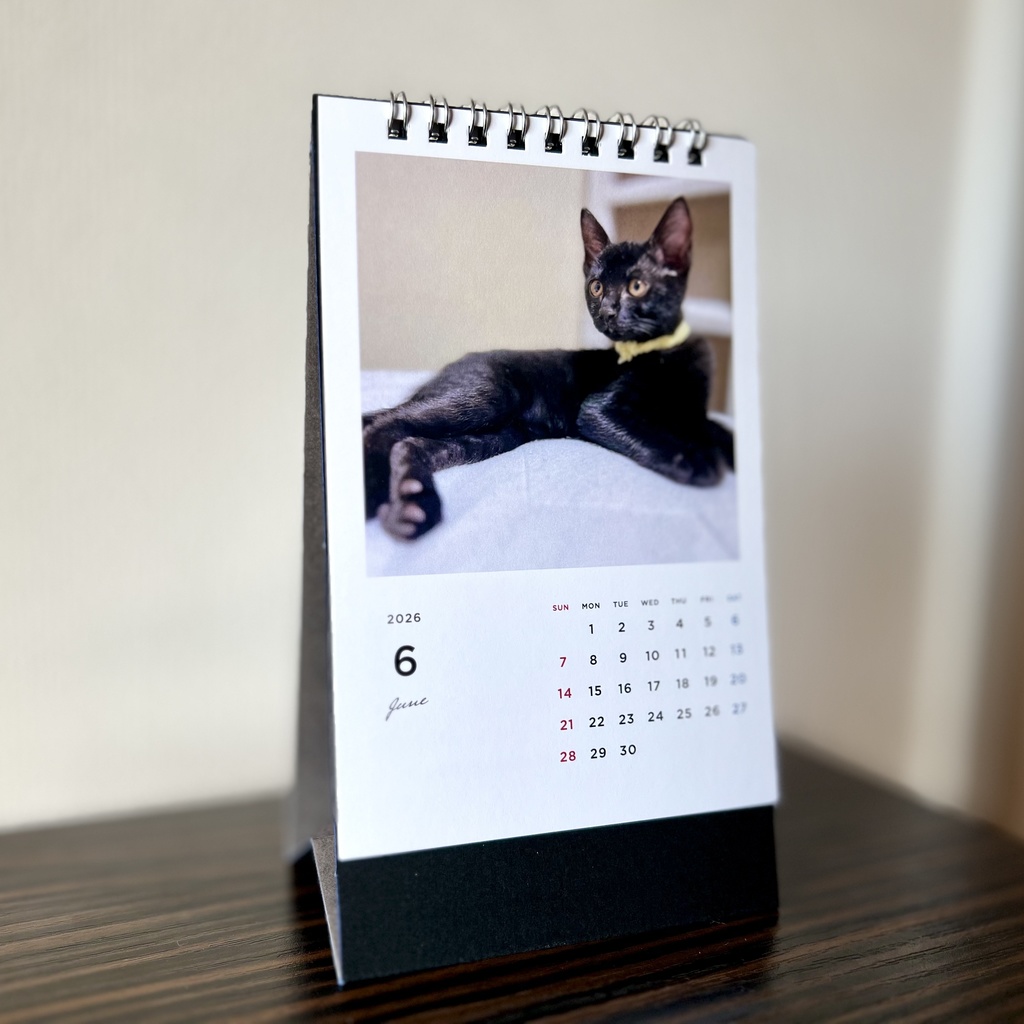 どうぶつ基金に募金できる2026年卓上猫カレンダー
