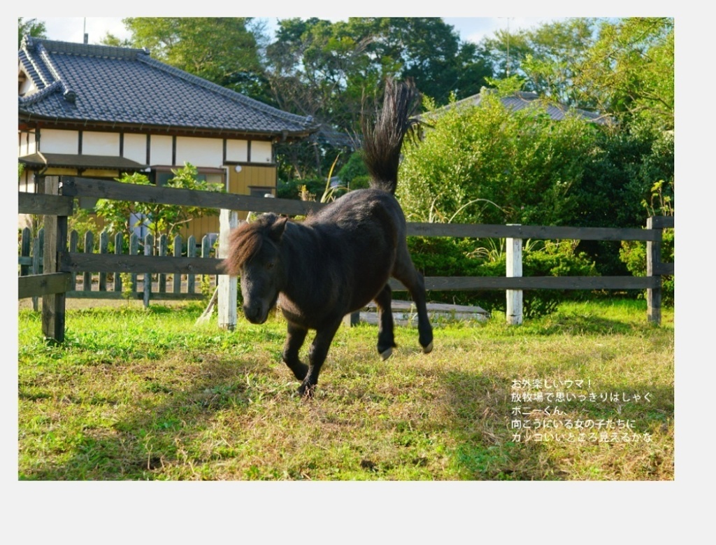 2025年1月からの壁掛けA3見開き馬たちカレンダー