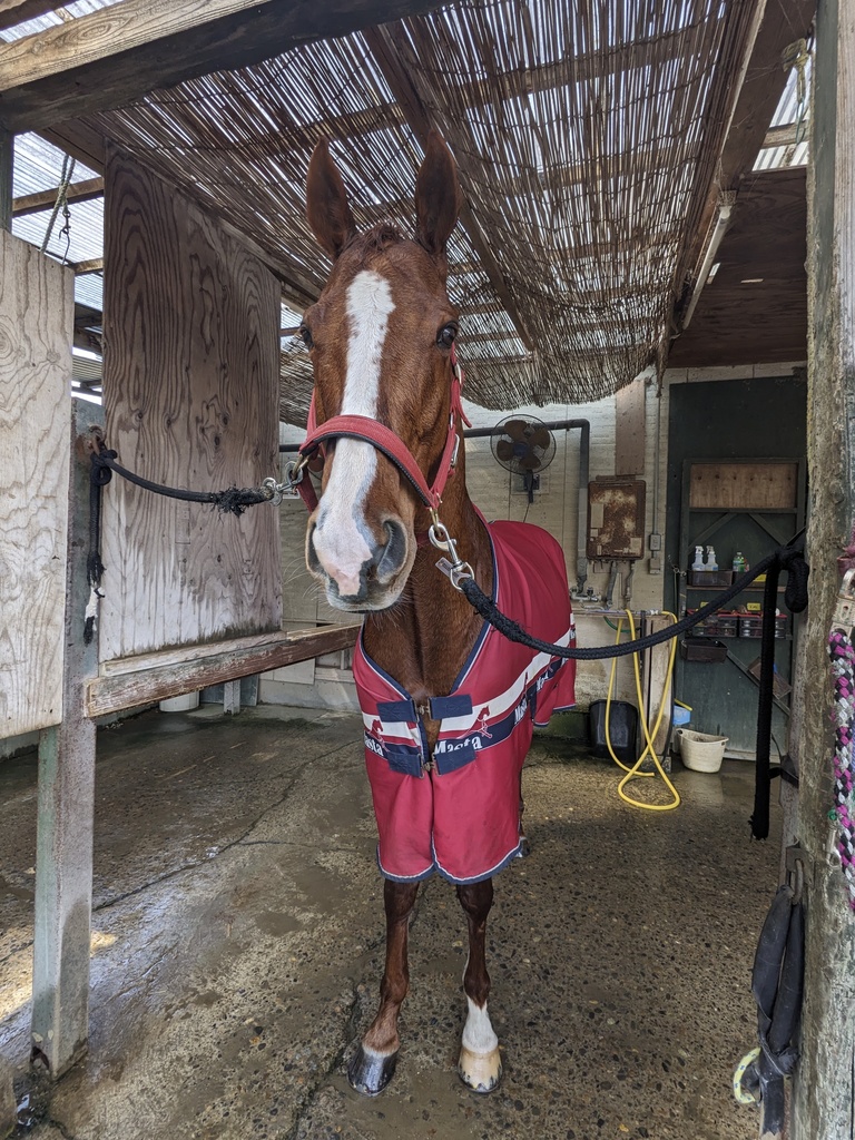 蹄鉄と入賞リボンのセット【モアザンソニックくん応援グッズ】