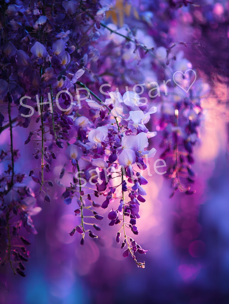 藤のあわい ― 光と静けさの4景 ―