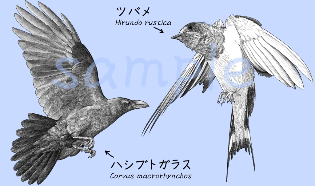 【ペン画 鳥素材】ツバメとカラス