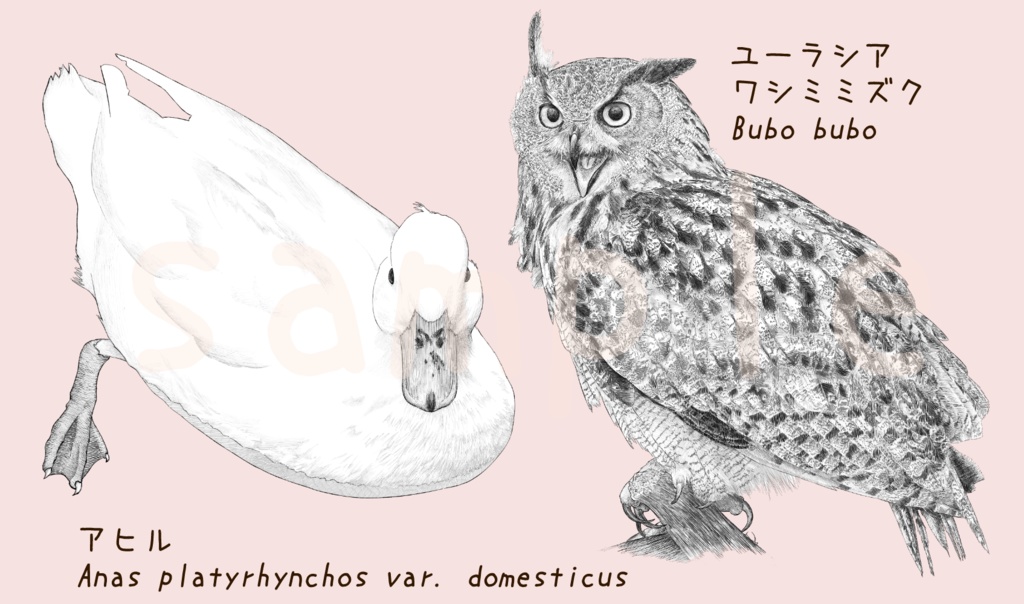 【ペン画 鳥素材】ワシミミズクとアヒル