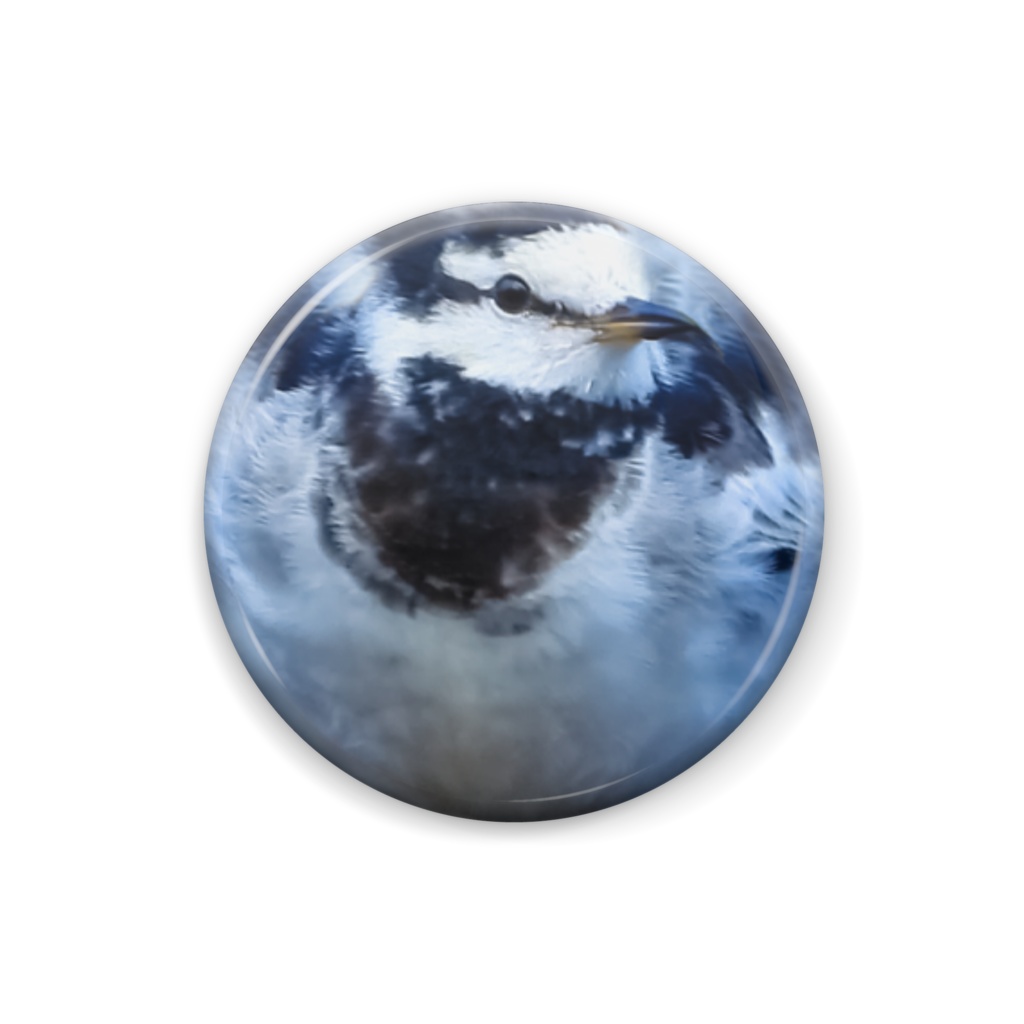 【写真】ハクセキレイ、オス【まるい野鳥の缶バッチ】