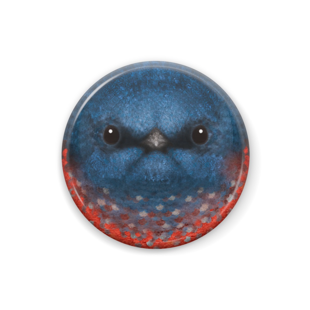 イソヒヨドリ、オス【まるい鳥の顔の缶バッチ】