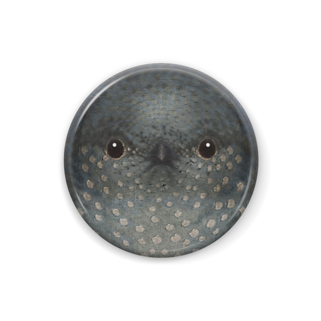 イソヒヨドリ、メス【まるい鳥の顔の缶バッチ】