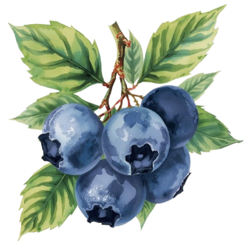 水彩画風・アンティーク 果物クリップアート 10点セット(PNG形式)