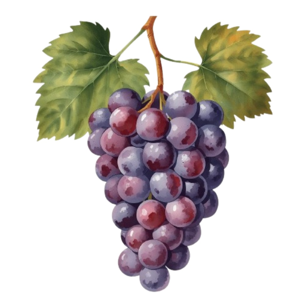 水彩画風・アンティーク 果物クリップアート 10点セット(PNG形式)